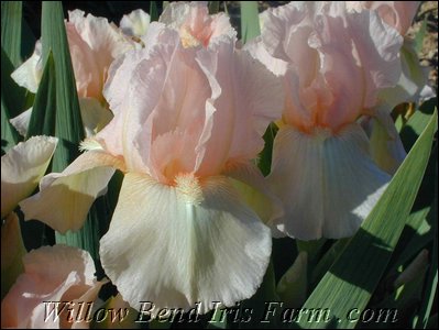 Appleblossom Pink